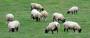 public:alimentation:ovins:moutons-pature.jpg