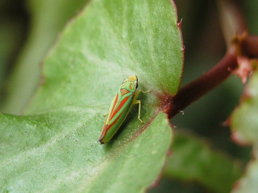 Cicadelle