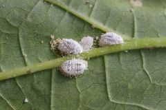Cochenille