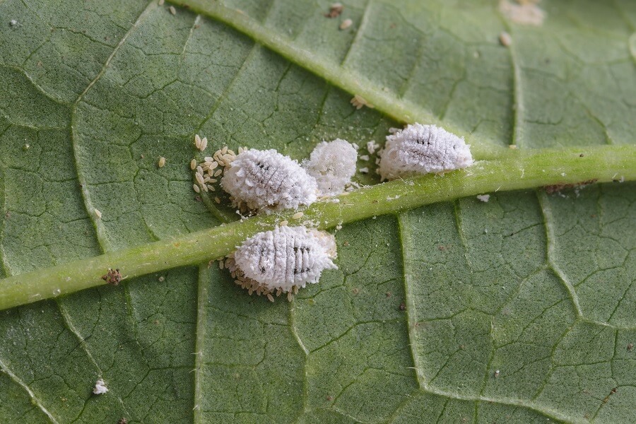 Cochenille
