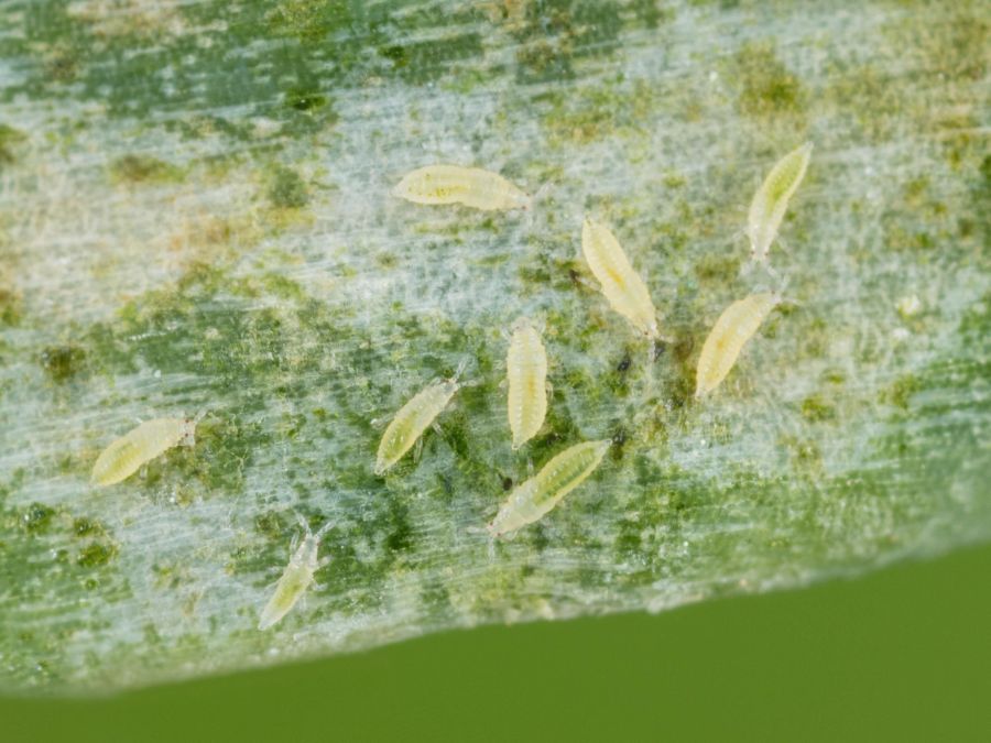 Thrips